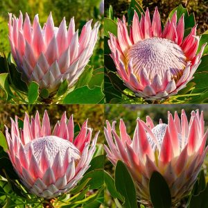 Protea Glass Coasters