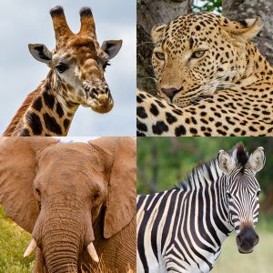 Wildlife Glass Coasters