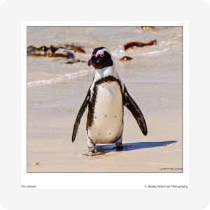 Greeting Cards - Boulders Beach