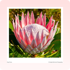 Greeting Cards - Kirstenbosch Flowers