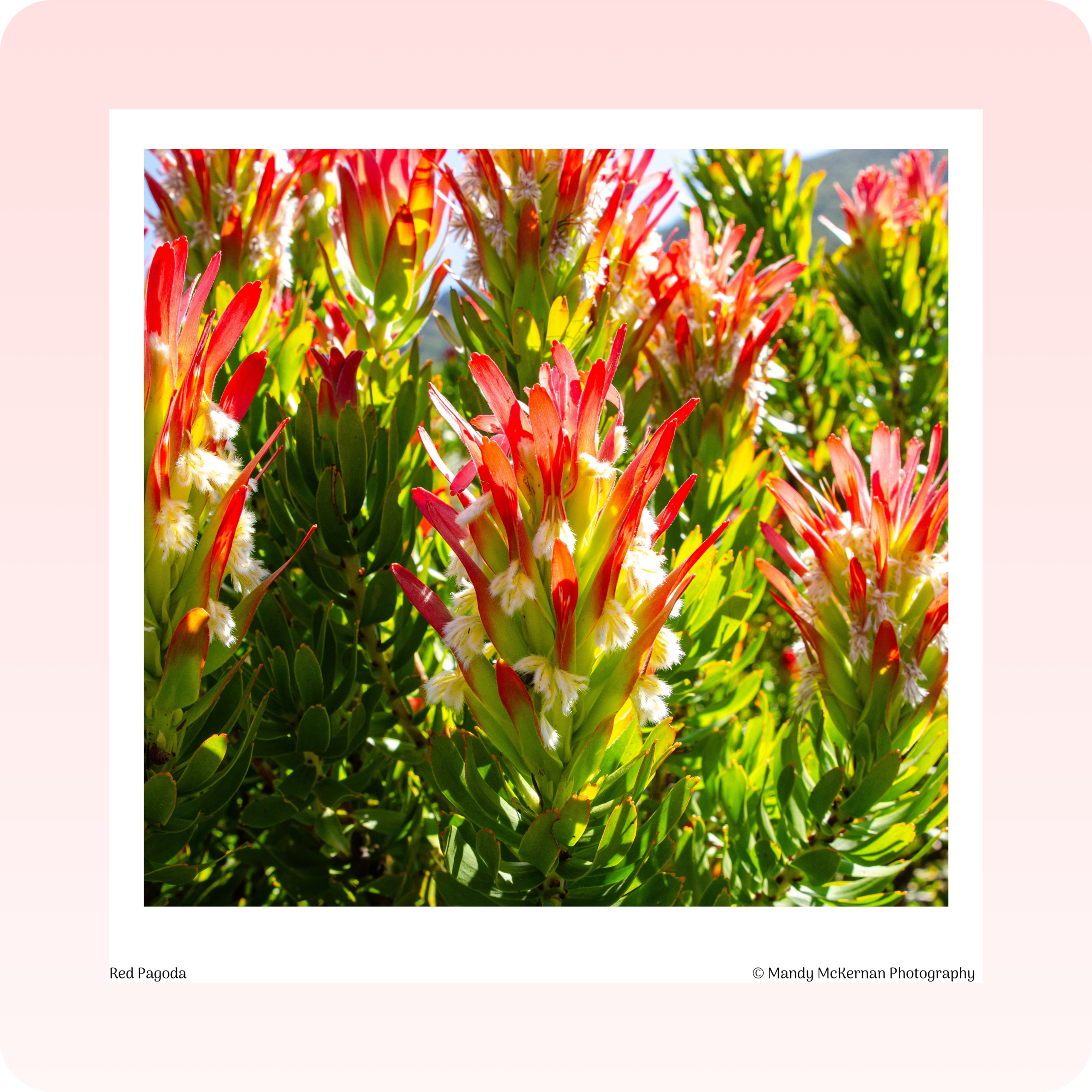 Greeting Cards - Kirstenbosch Flowers - Image 2