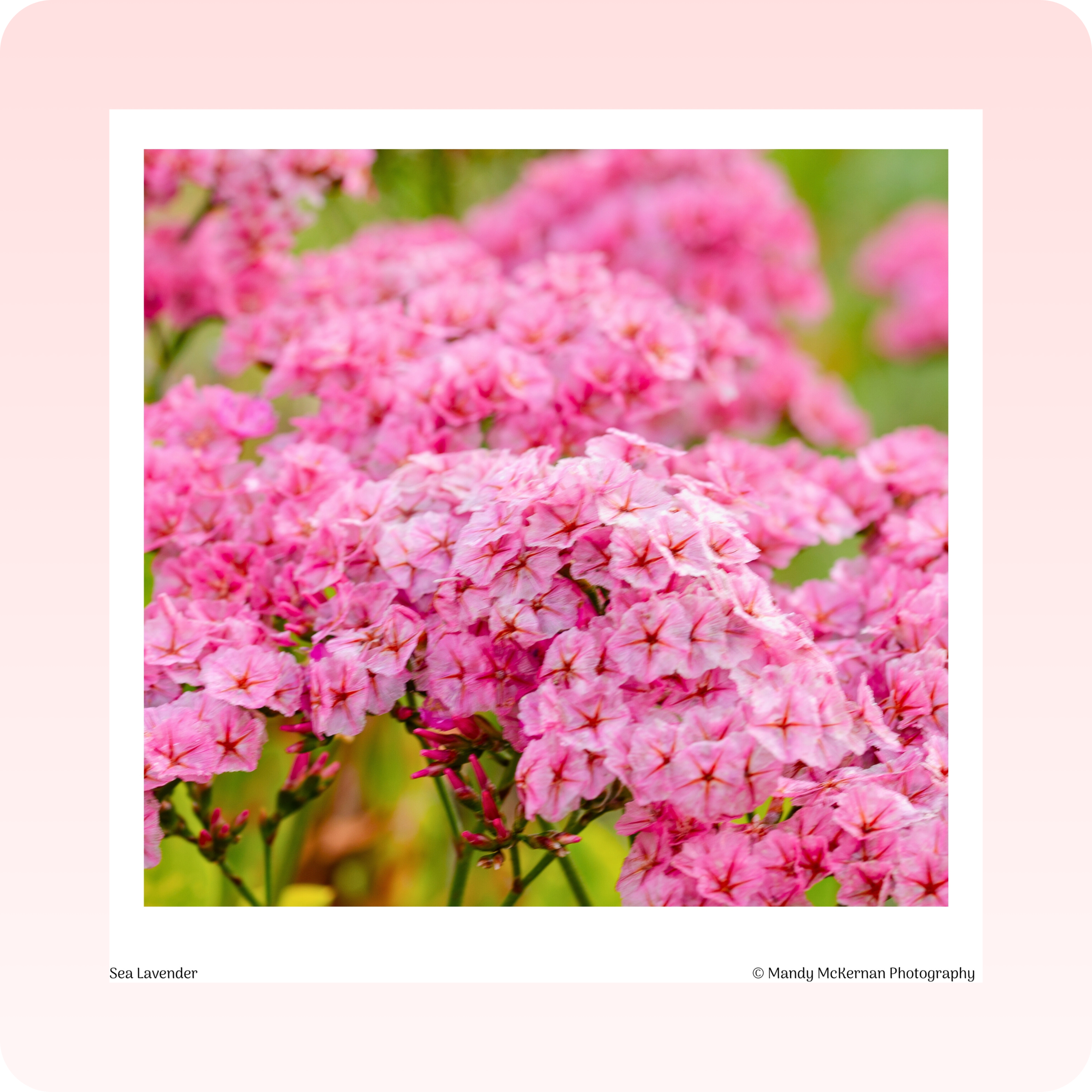 Greeting Cards - Kirstenbosch Flowers - Image 3