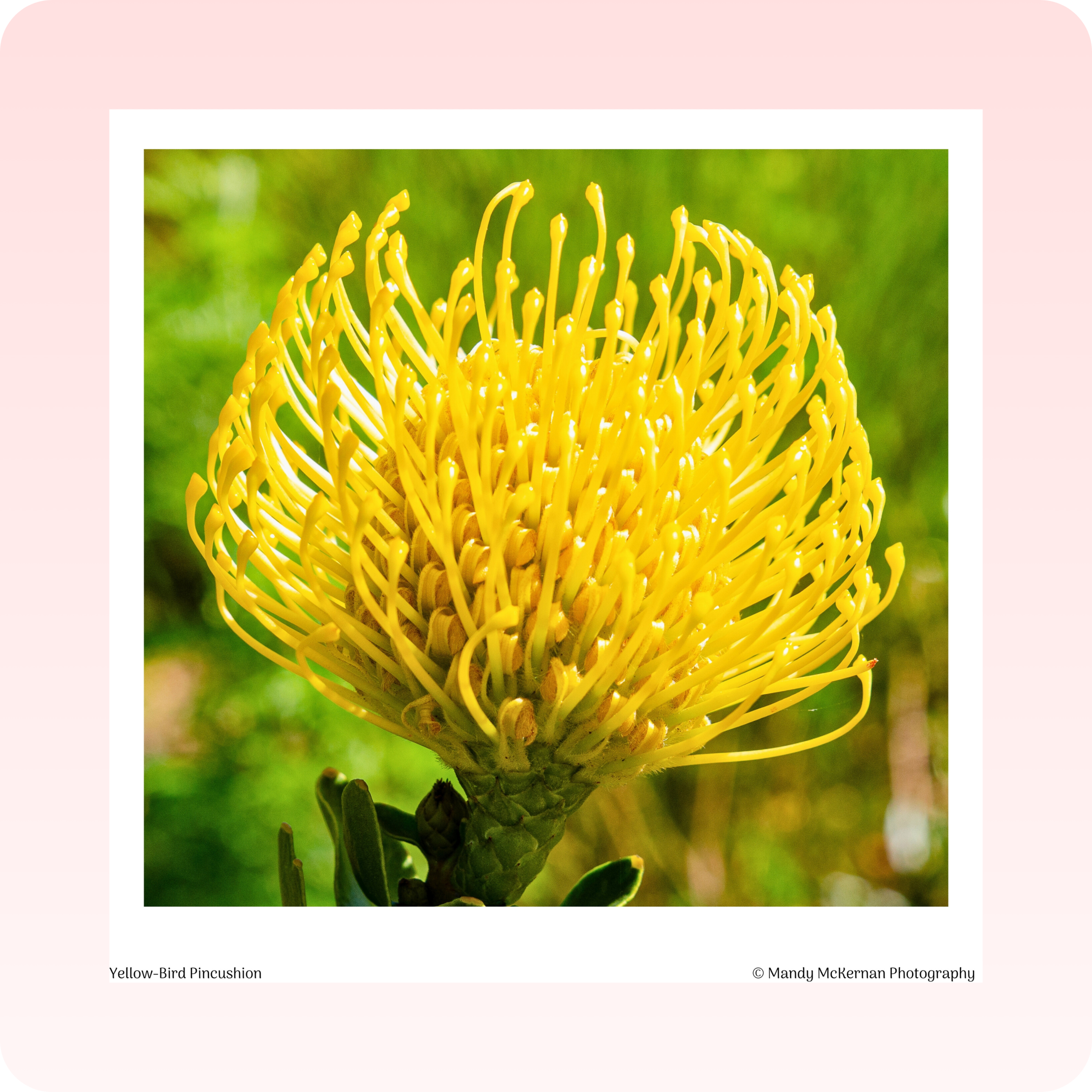 Greeting Cards - Kirstenbosch Flowers - Image 4