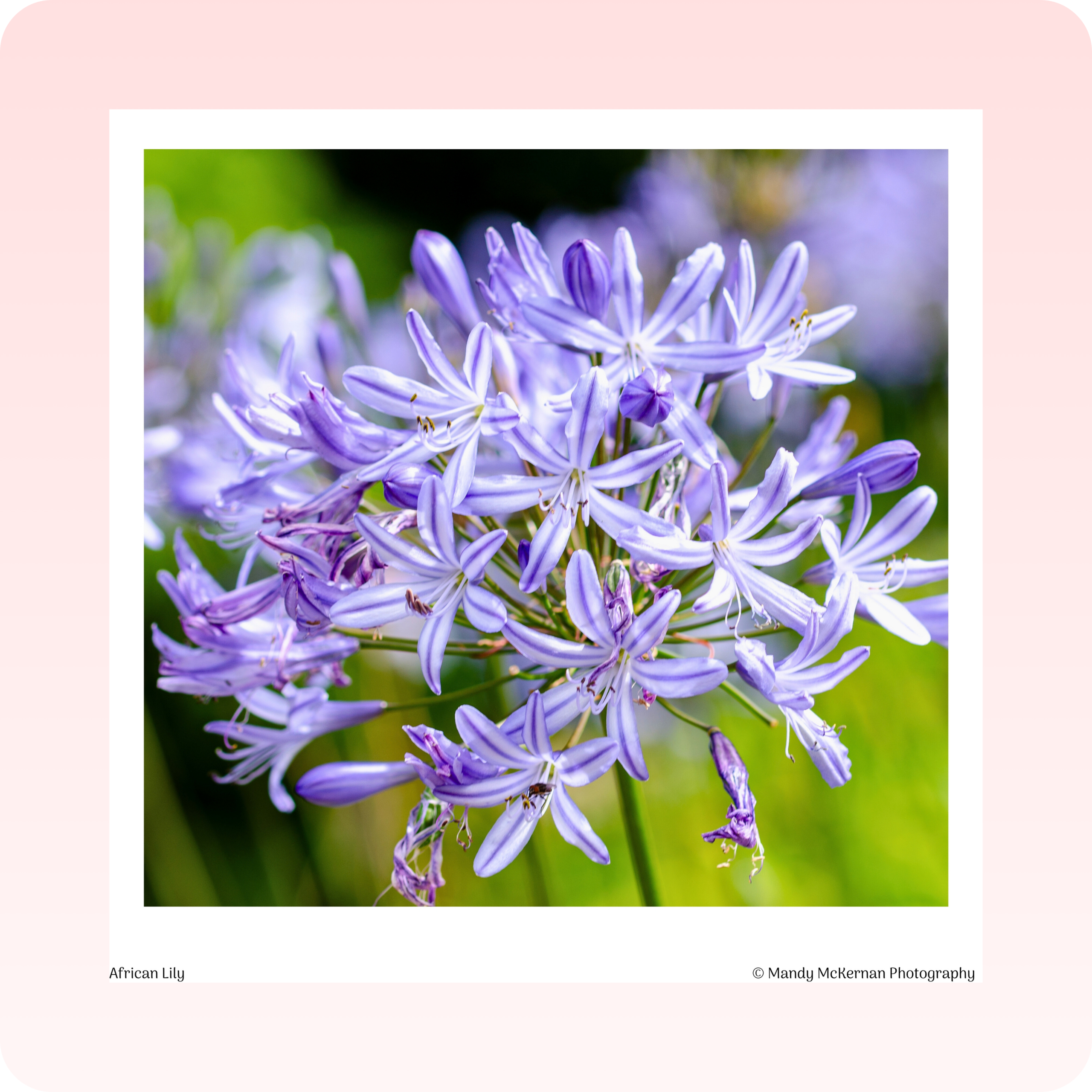 Greeting Cards - Kirstenbosch Flowers - Image 5