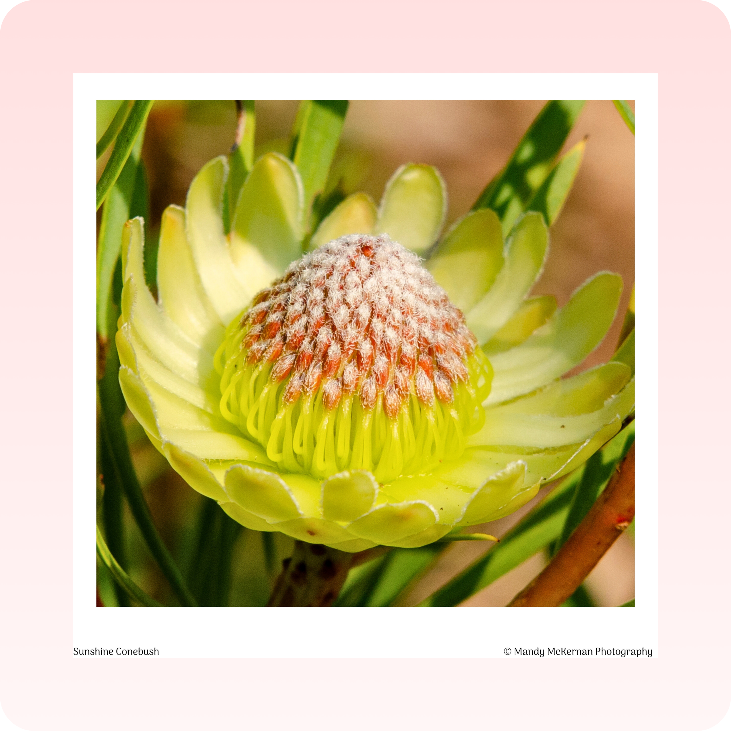 Greeting Cards - Kirstenbosch Flowers - Image 6