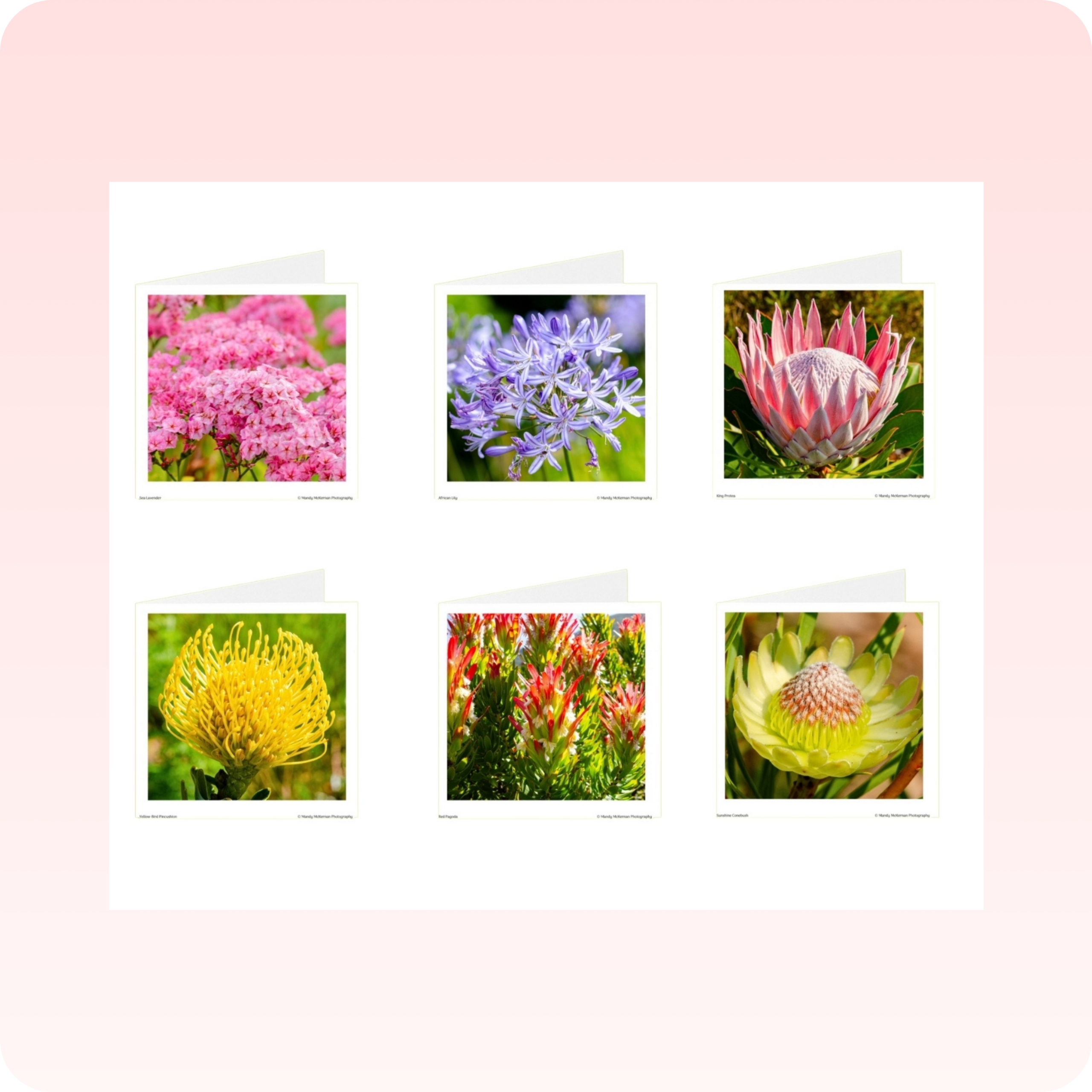 Greeting Cards - Kirstenbosch Flowers - Image 7