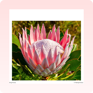 Gift Tags - Kirstenbosch Flowers