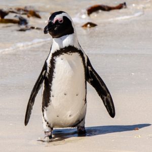 Collection - Boulders Beach