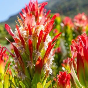 Collection - Kirstenbosch Flower