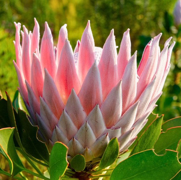 Protea Glass Coasters - Image 2
