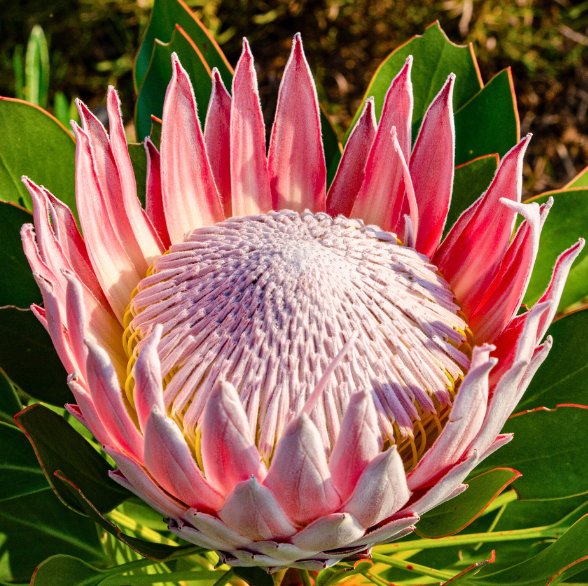 Protea Glass Coasters - Image 3