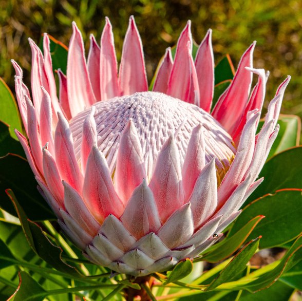Protea Glass Coasters - Image 4