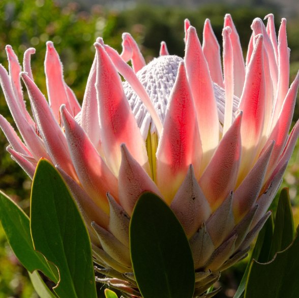 Protea Glass Coasters - Image 5