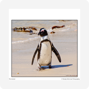 Gift Tags - Boulders Beach