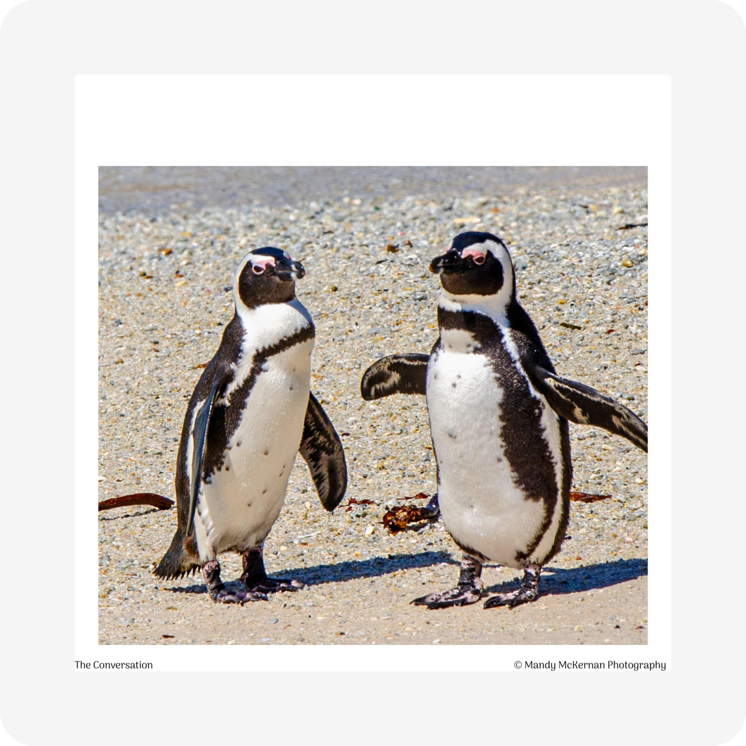 Gift Tags - Boulders Beach - Image 2