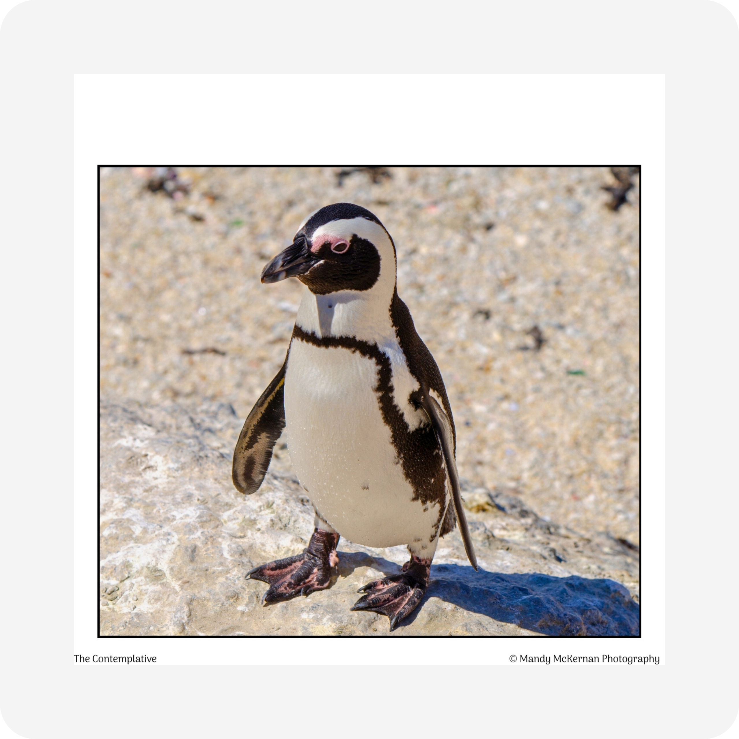 Gift Tags - Boulders Beach - Image 3