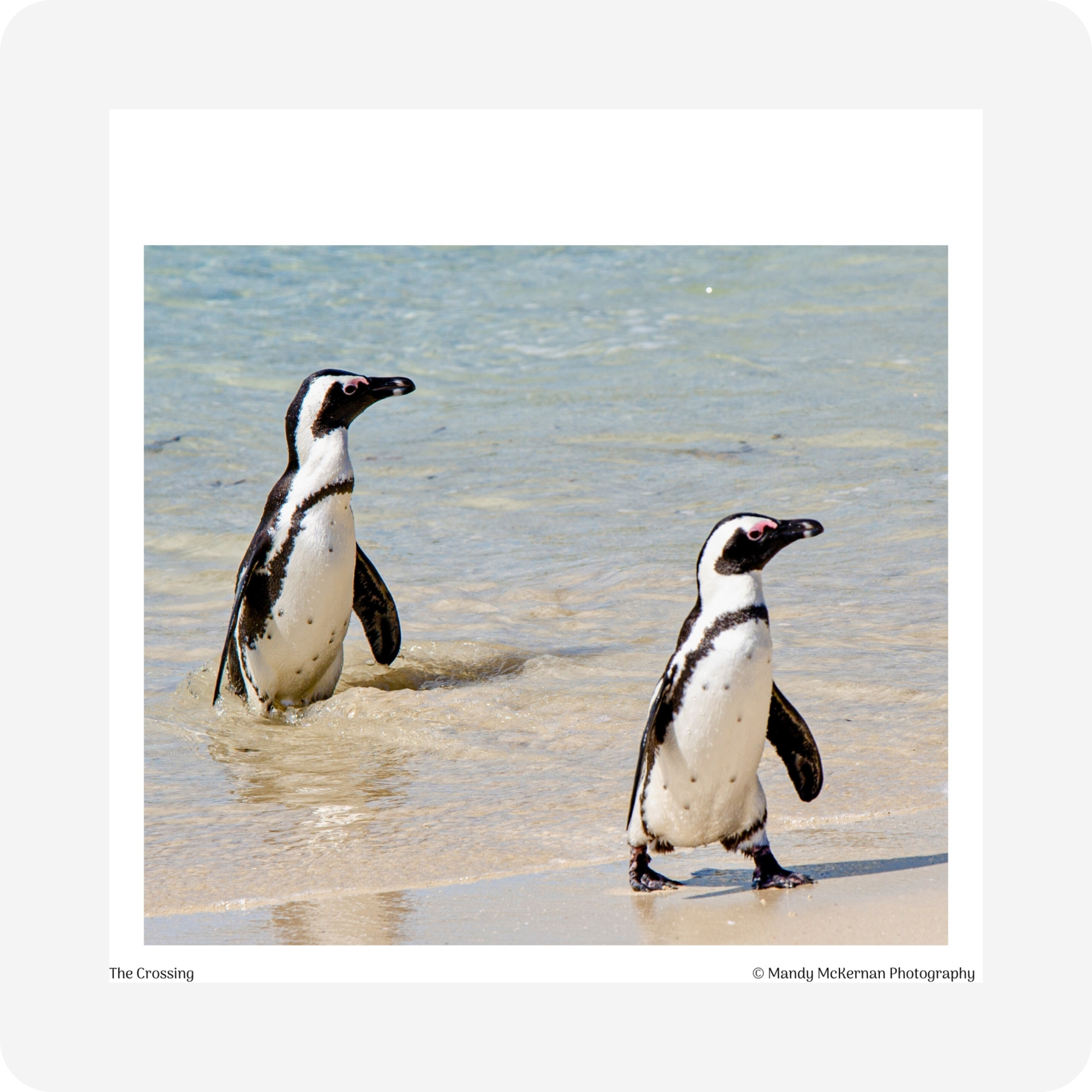 Gift Tags - Boulders Beach - Image 4