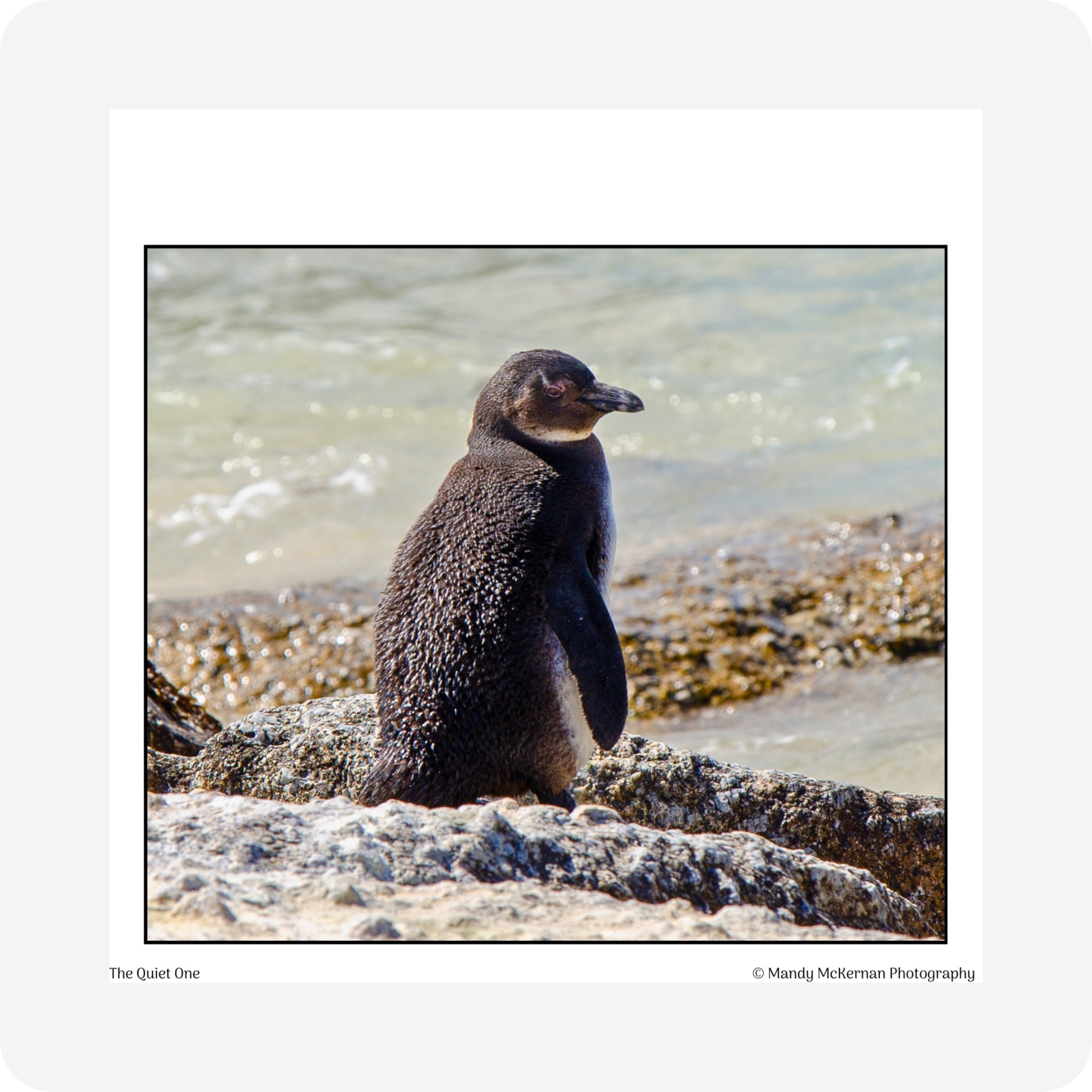 Gift Tags - Boulders Beach - Image 5