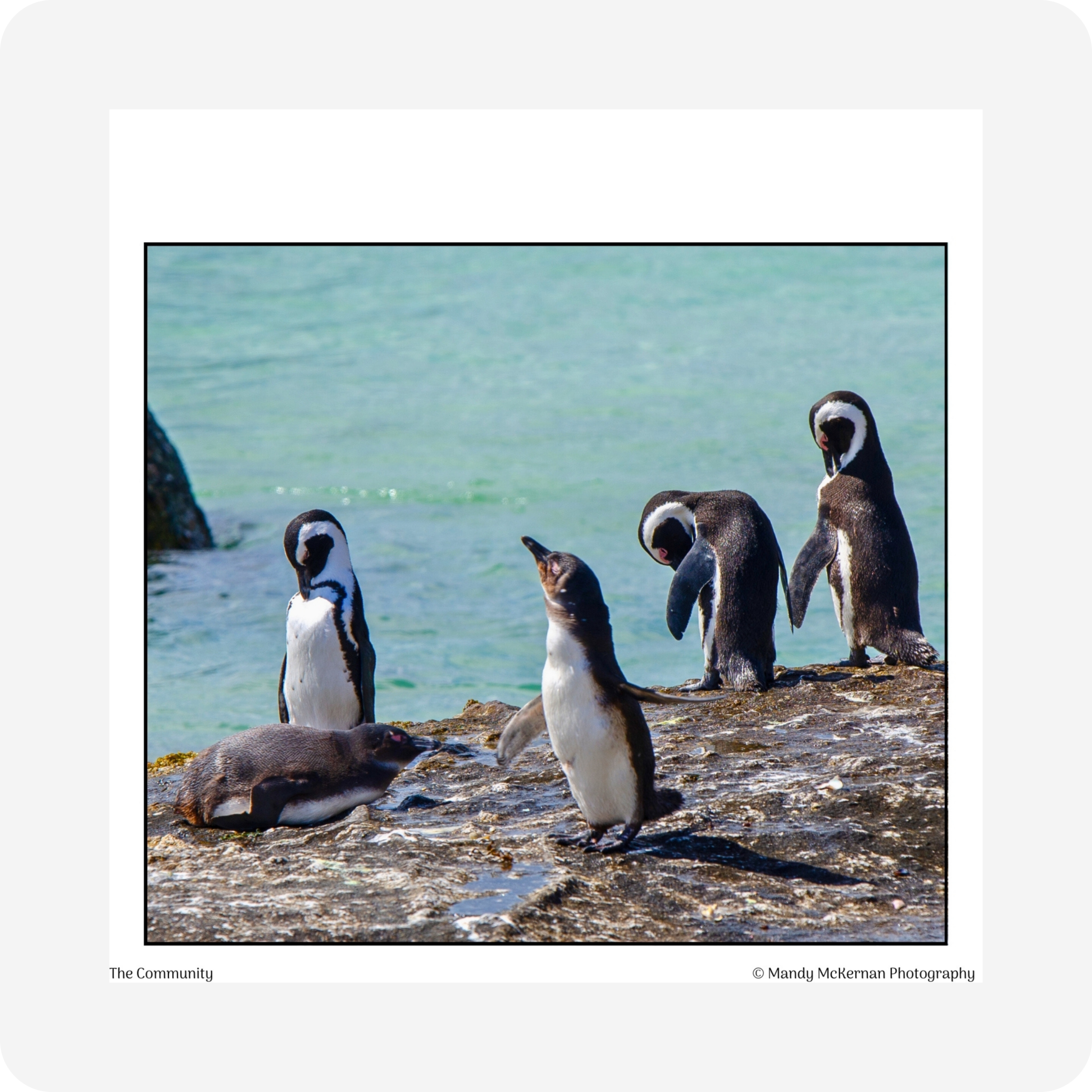 Gift Tags - Boulders Beach - Image 6