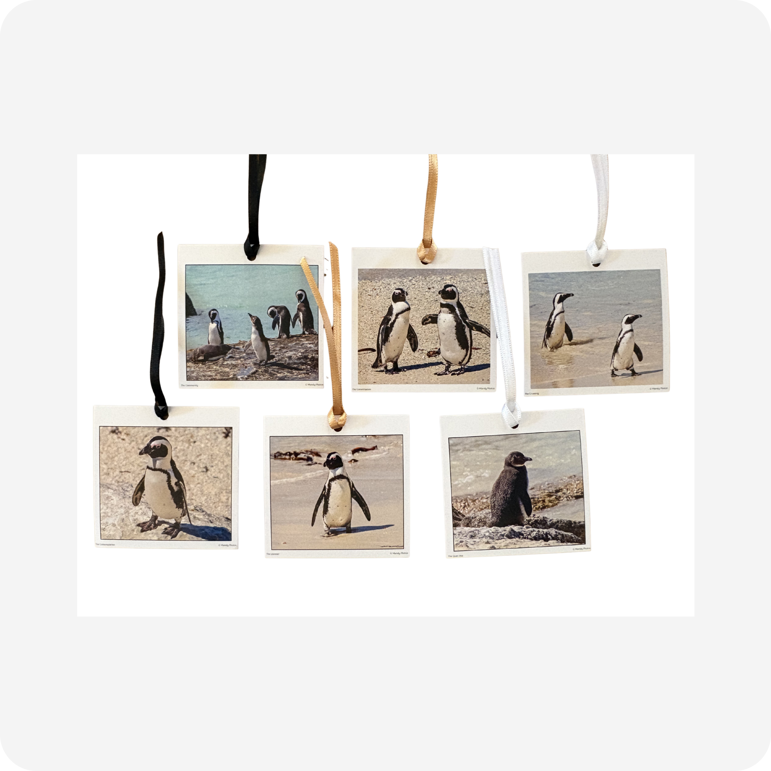 Gift Tags - Boulders Beach - Image 7