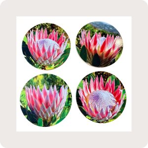 Protea Bamboo Coasters